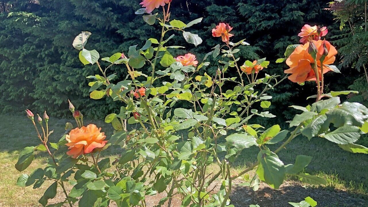 Photo of Outdoor in Romagny-Fontenay