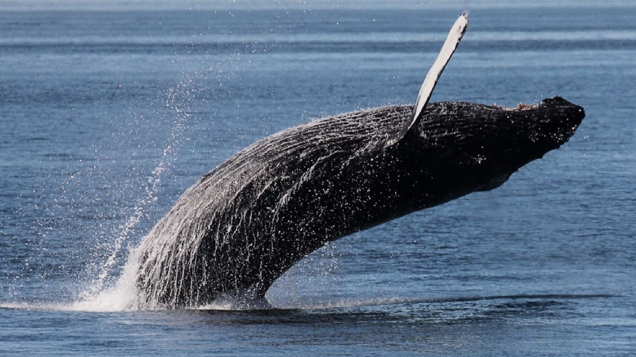 Photo of Others in Clinton