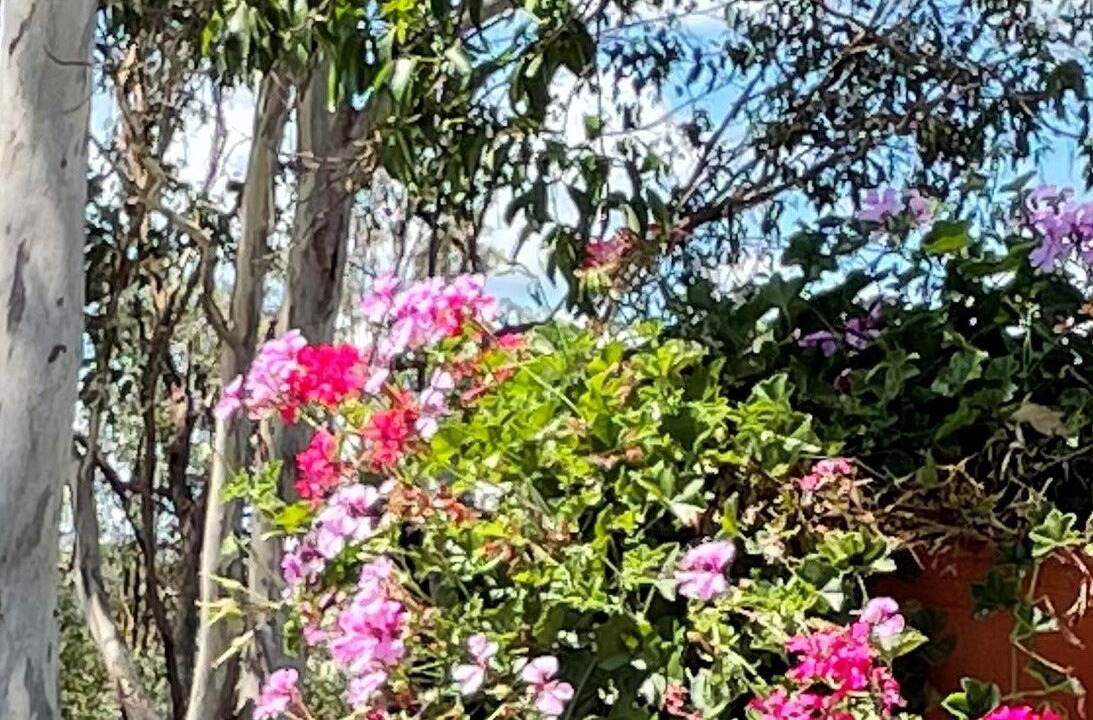 Photo of Outdoor in Crows Nest