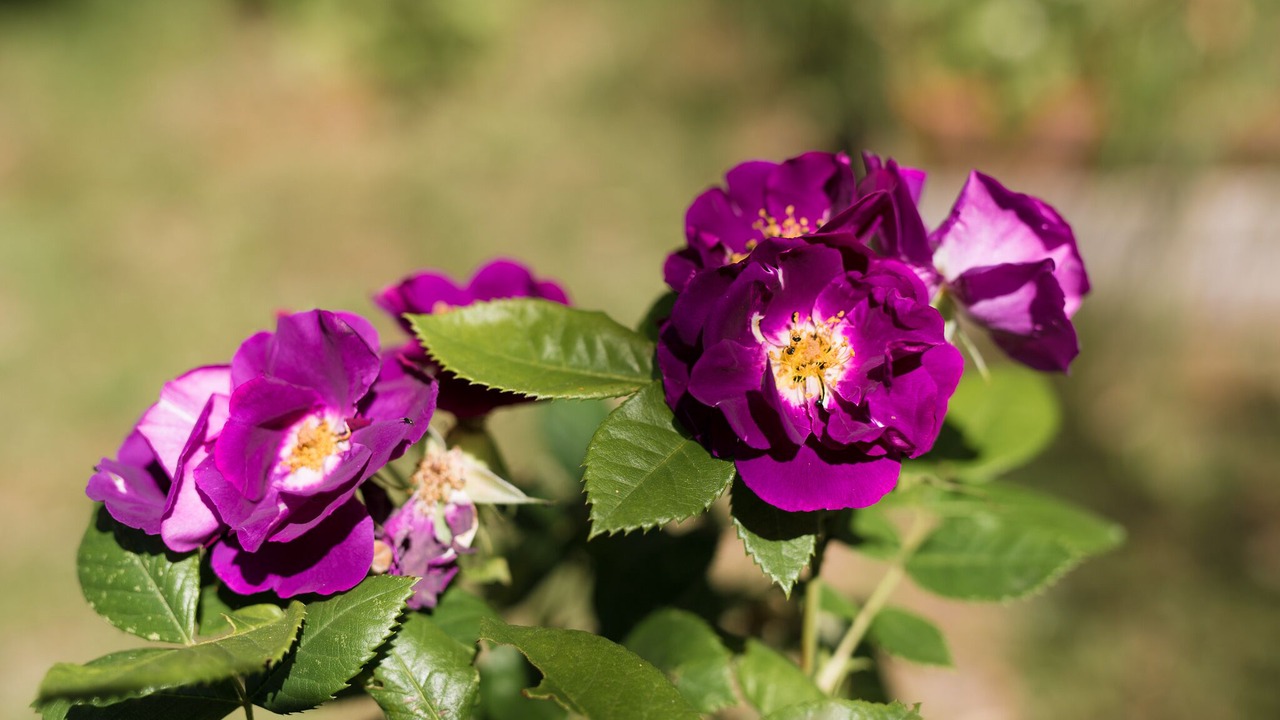 Photo of Outdoor in Flocourt