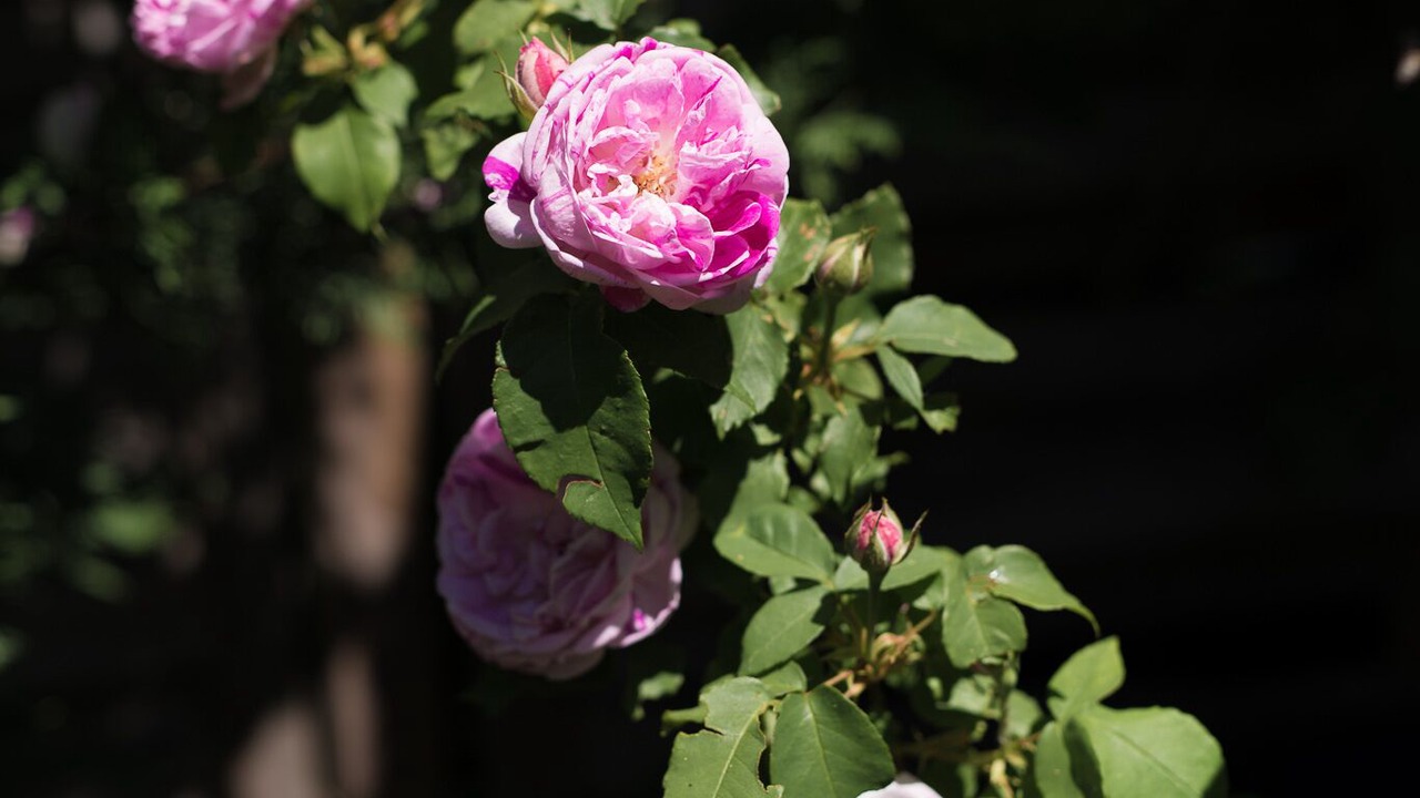 Photo of Outdoor in Flocourt