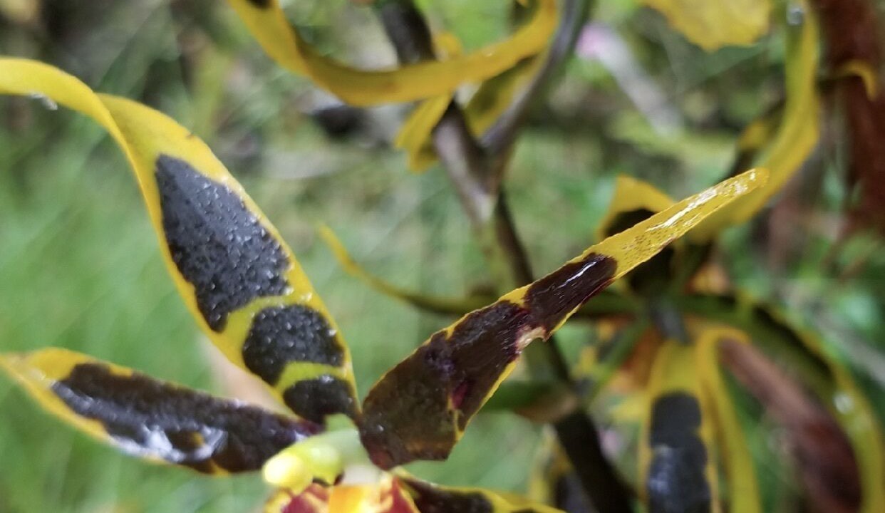 Photo of Others in Volcano