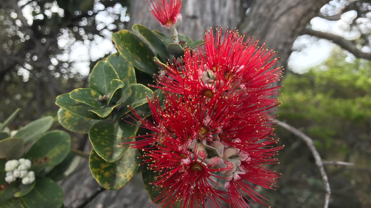 Photo of Outdoor in Volcano