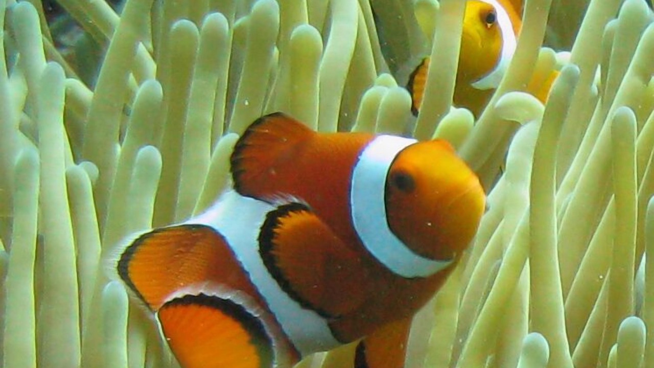 Photo of Others in Pejarakan