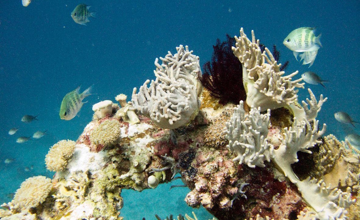 Photo of Others in Pejarakan