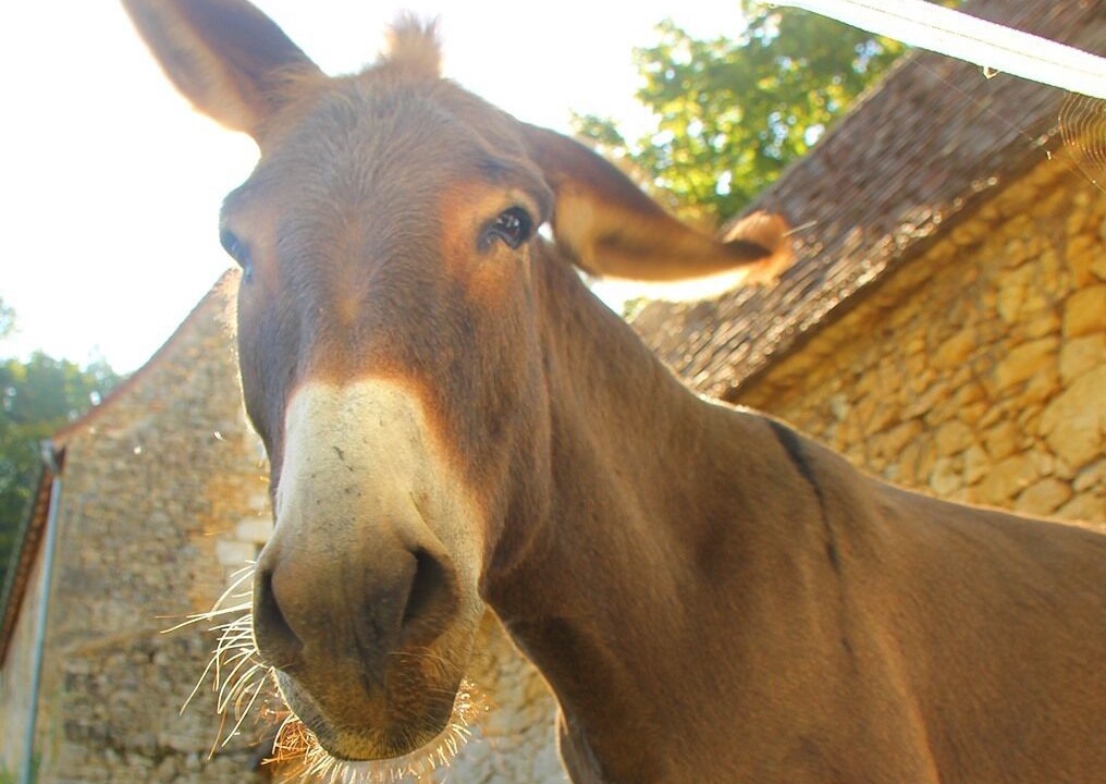 Photo of Outdoor in Beynac-et-Cazenac