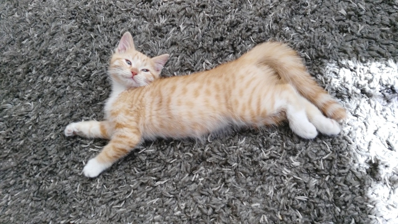 Photo of Others in Playas de Tijuana