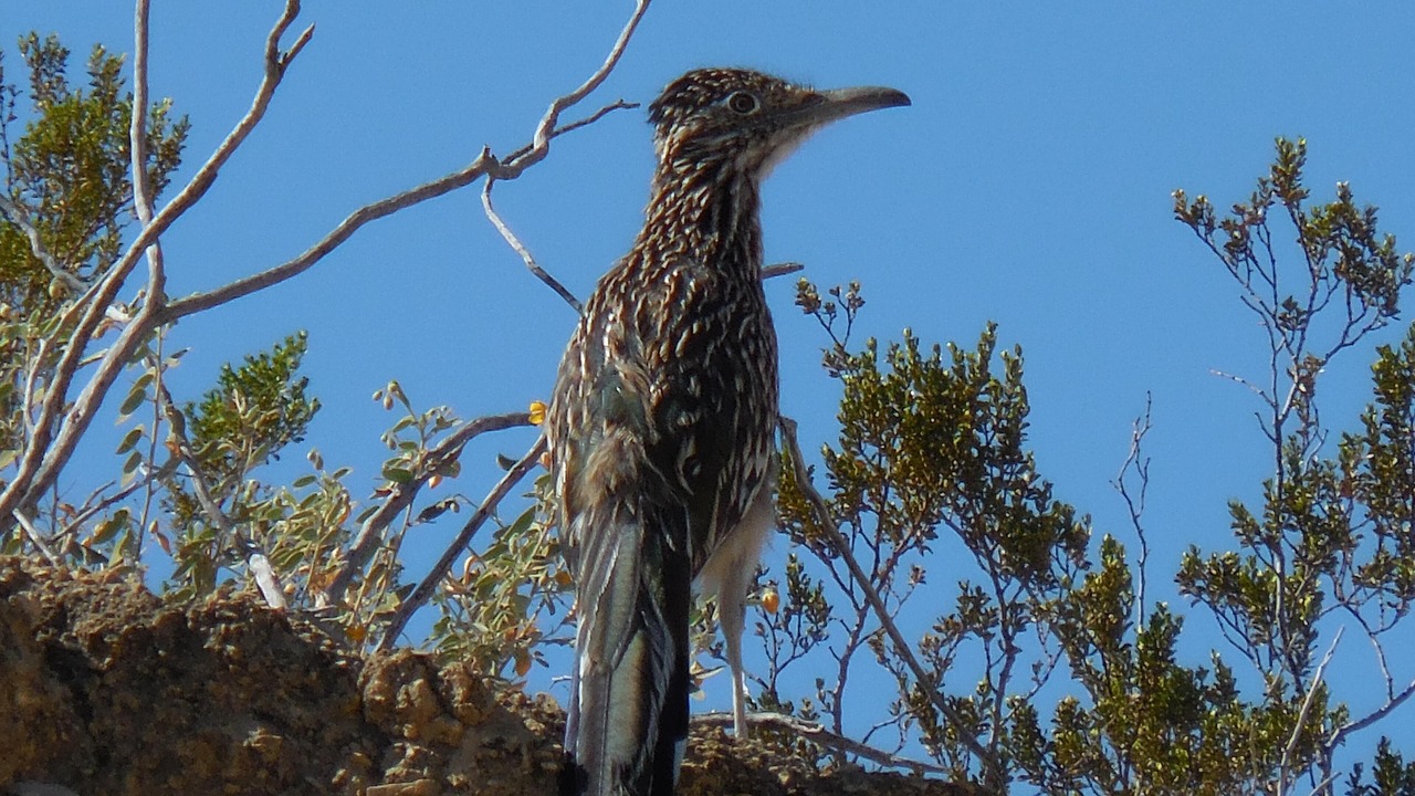 Photo of Others in Study Butte-Terlingua