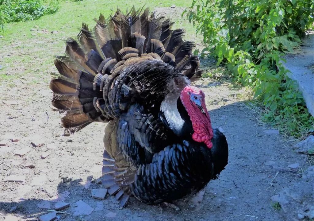 Photo of Outdoor in Voulons