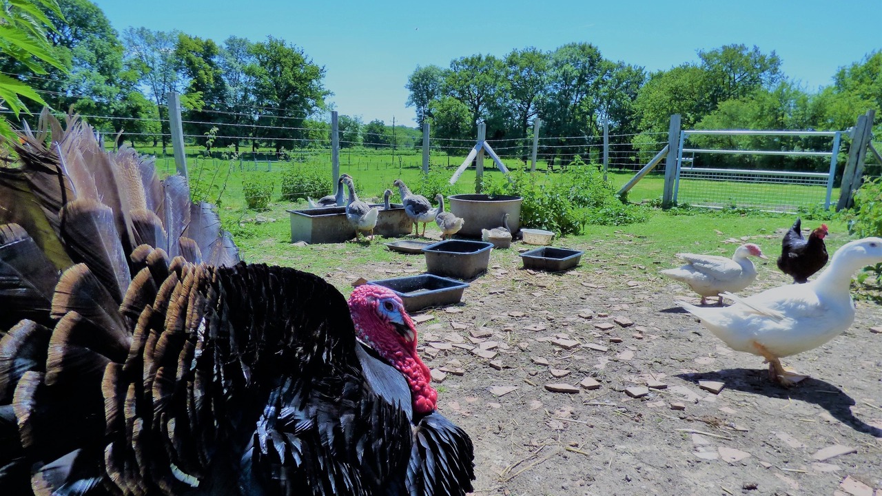 Photo of Others in Voulons