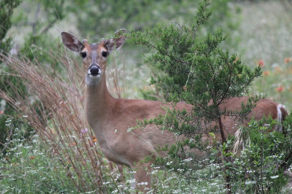 Photo of Outdoor in Brushy Creek
