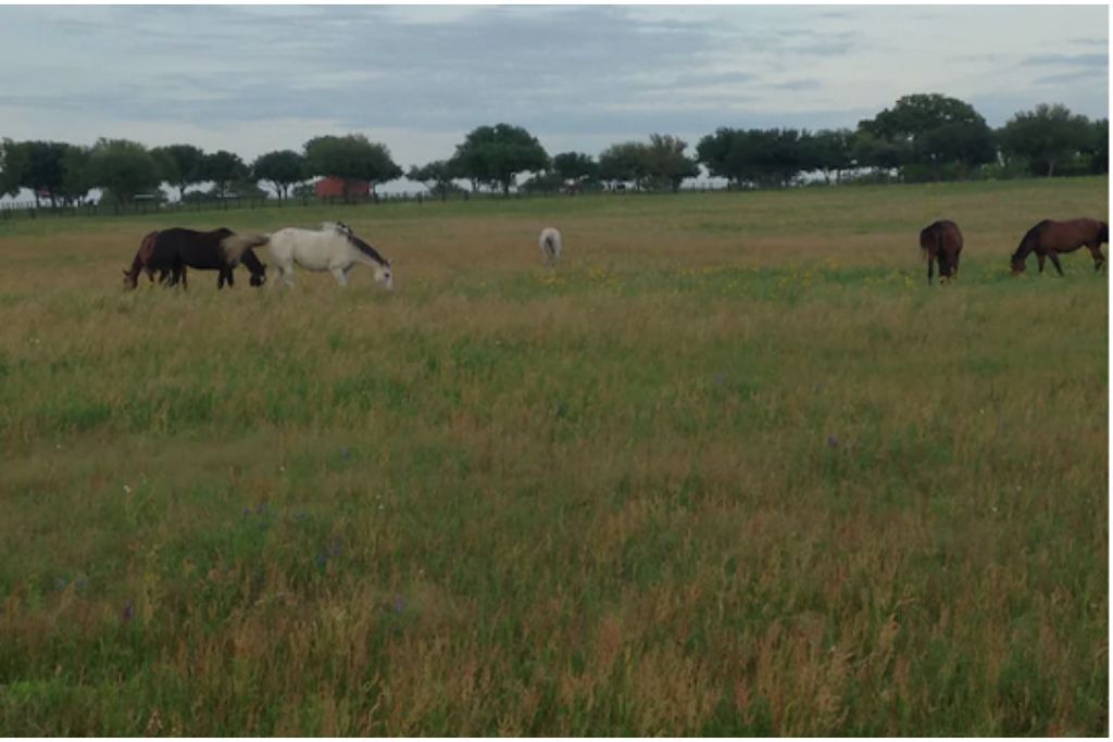 Photo of Others in Sutherland Springs