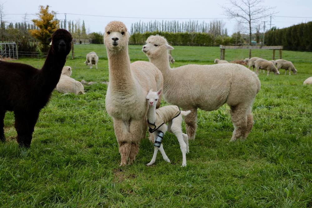 Photo of Outdoor in Pakowhai