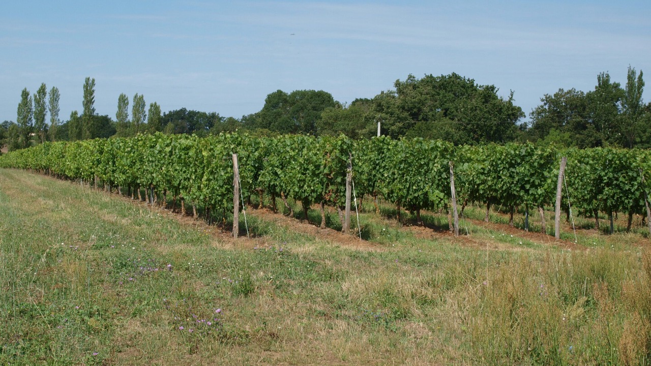 Photo of Outdoor in Doue-en-Anjou
