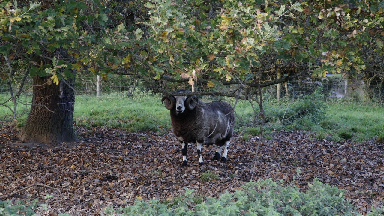 Photo of Outdoor in Funtington