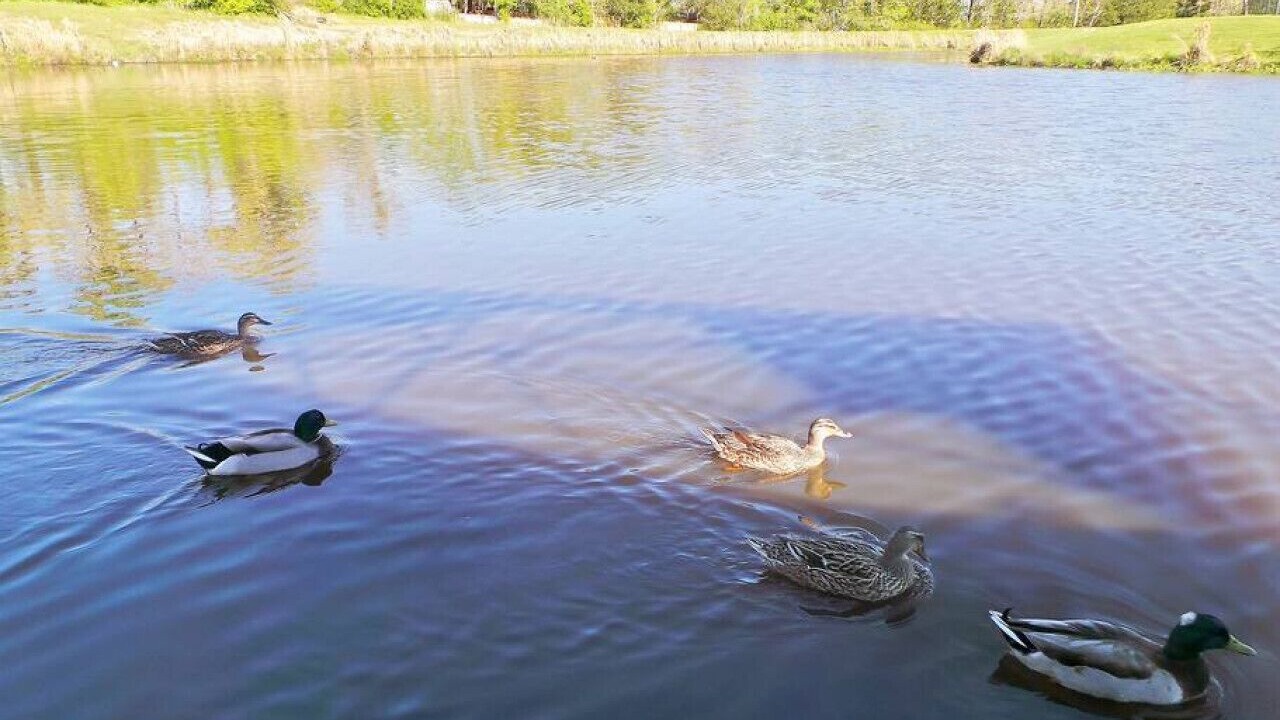 Photo of Others in College Station