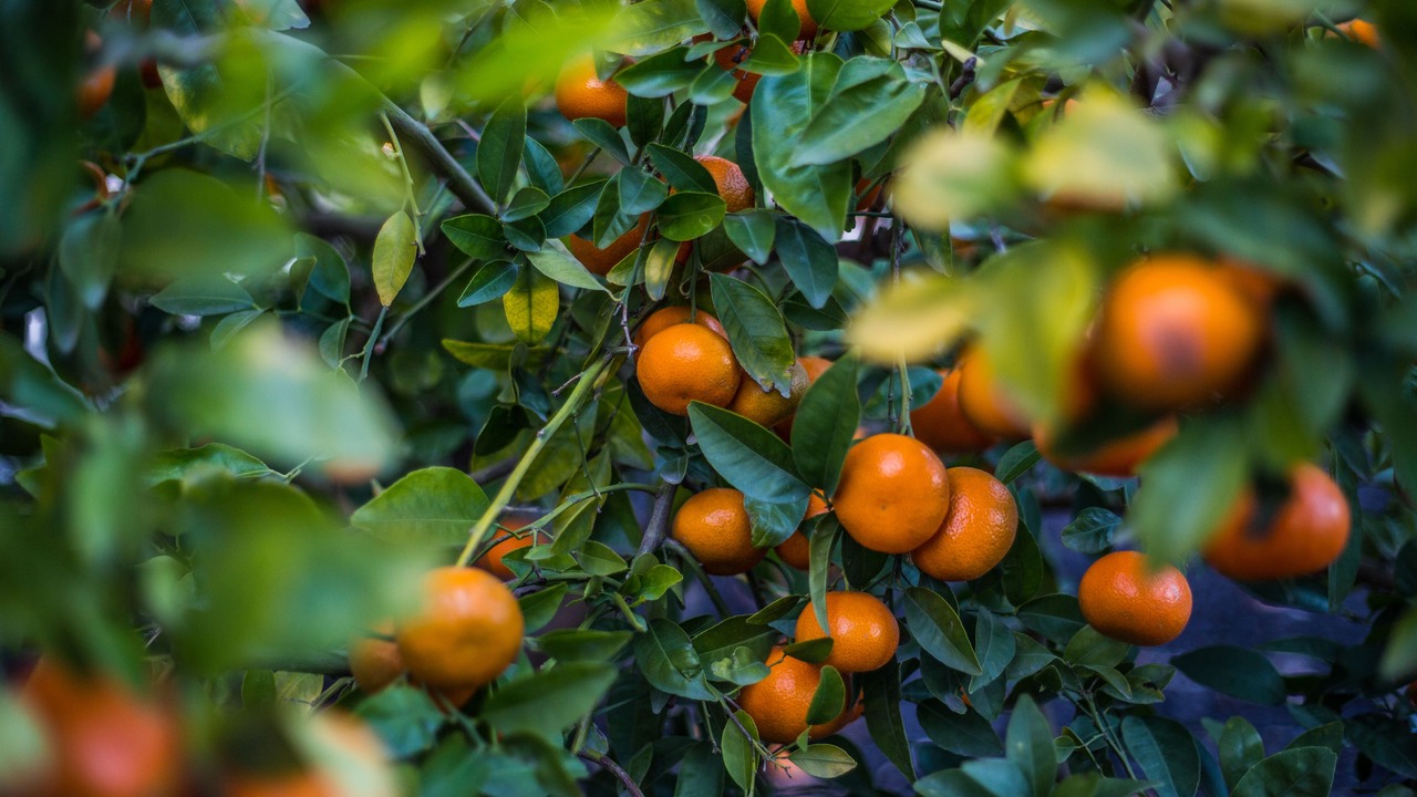 Photo of Others in Santa Rosa