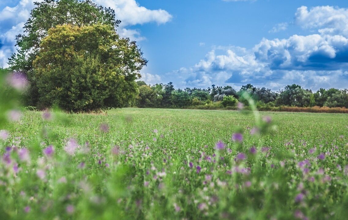 Photo of Others in Thenioux