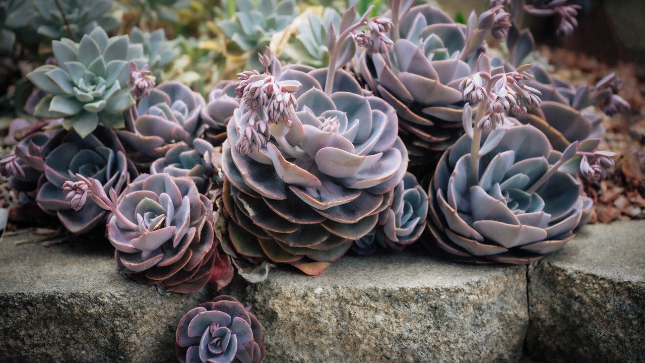 Photo of Outdoor in Montara