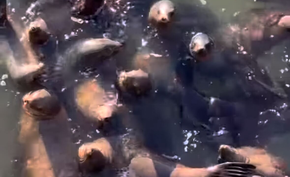 Photo of Others in Westside Santa Cruz