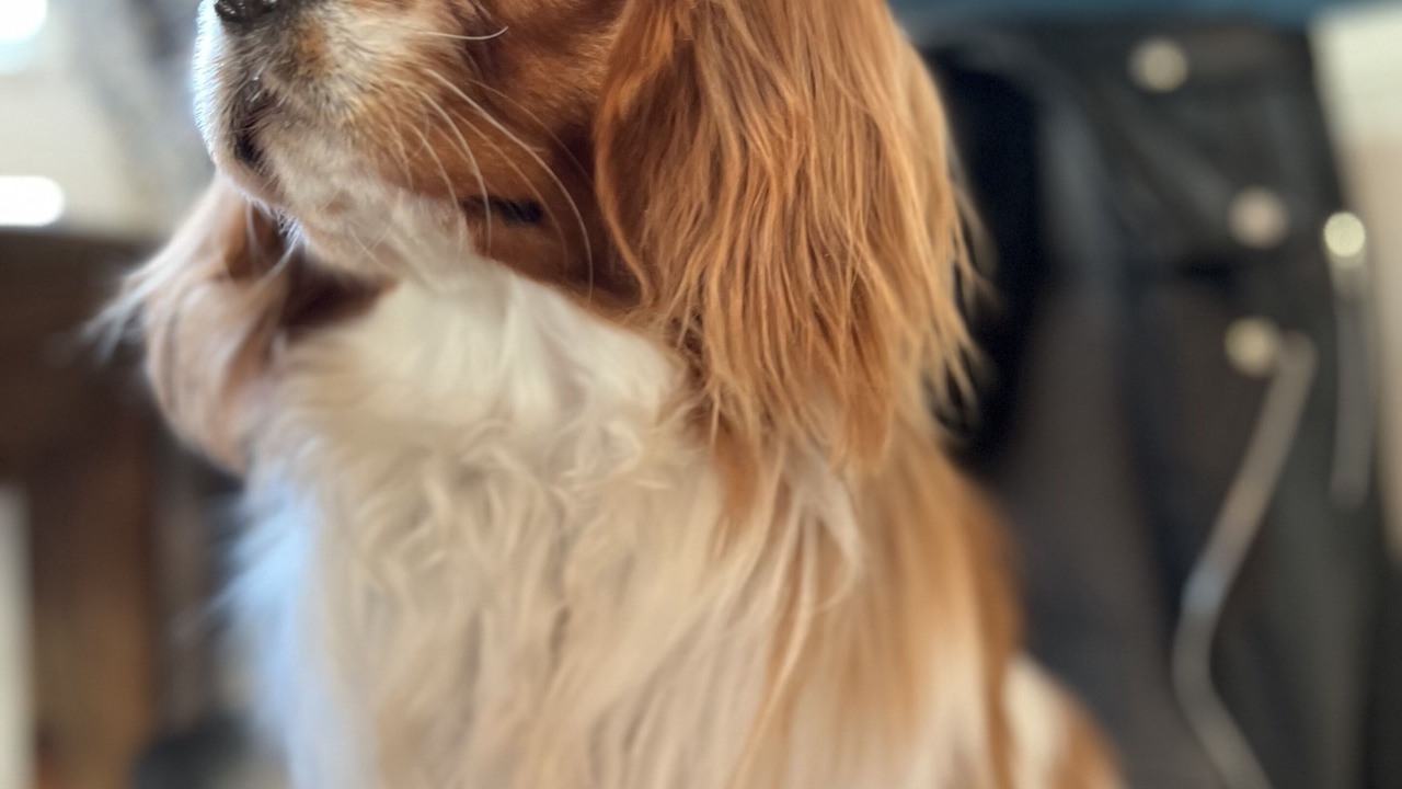 Photo of Others in Monpazier