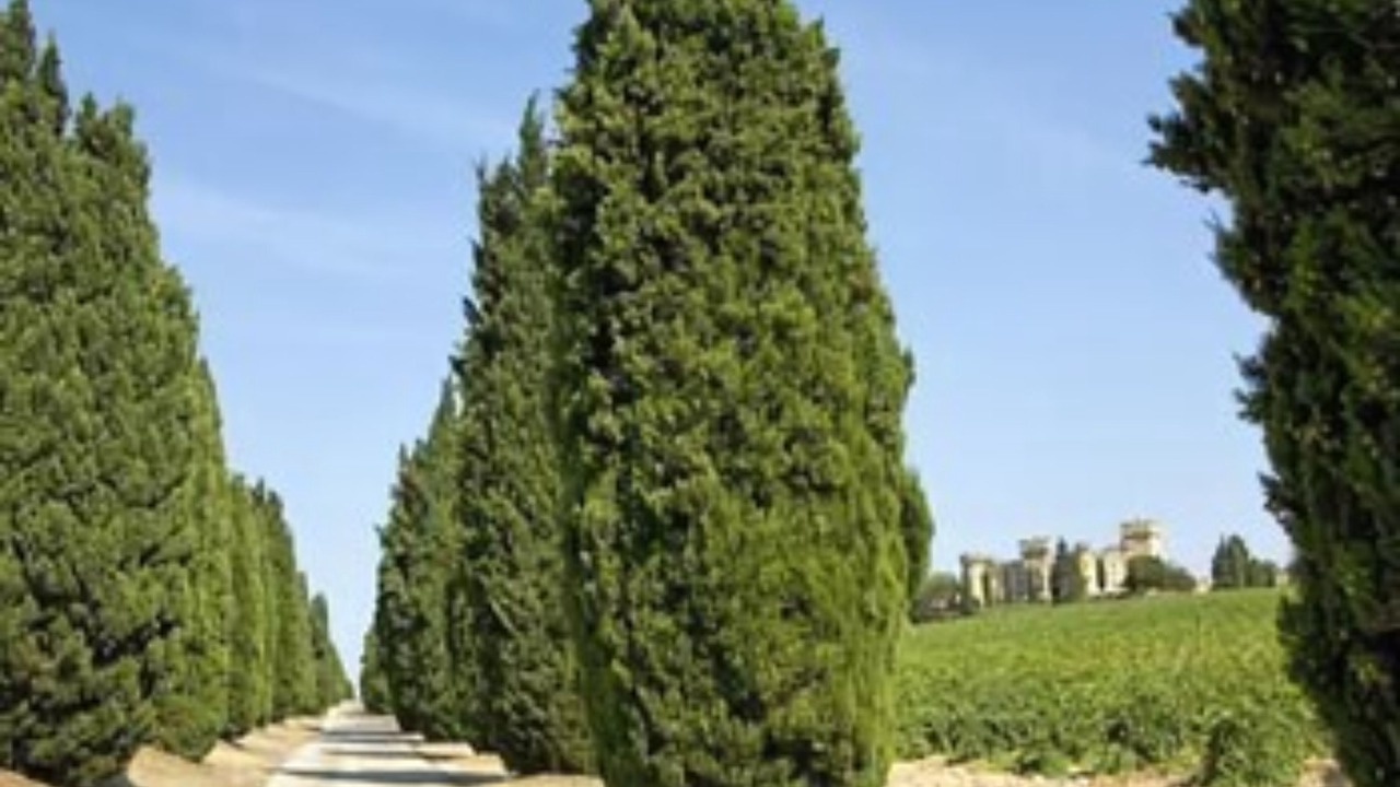 Photo of Outdoor in Chateauneuf-du-Pape