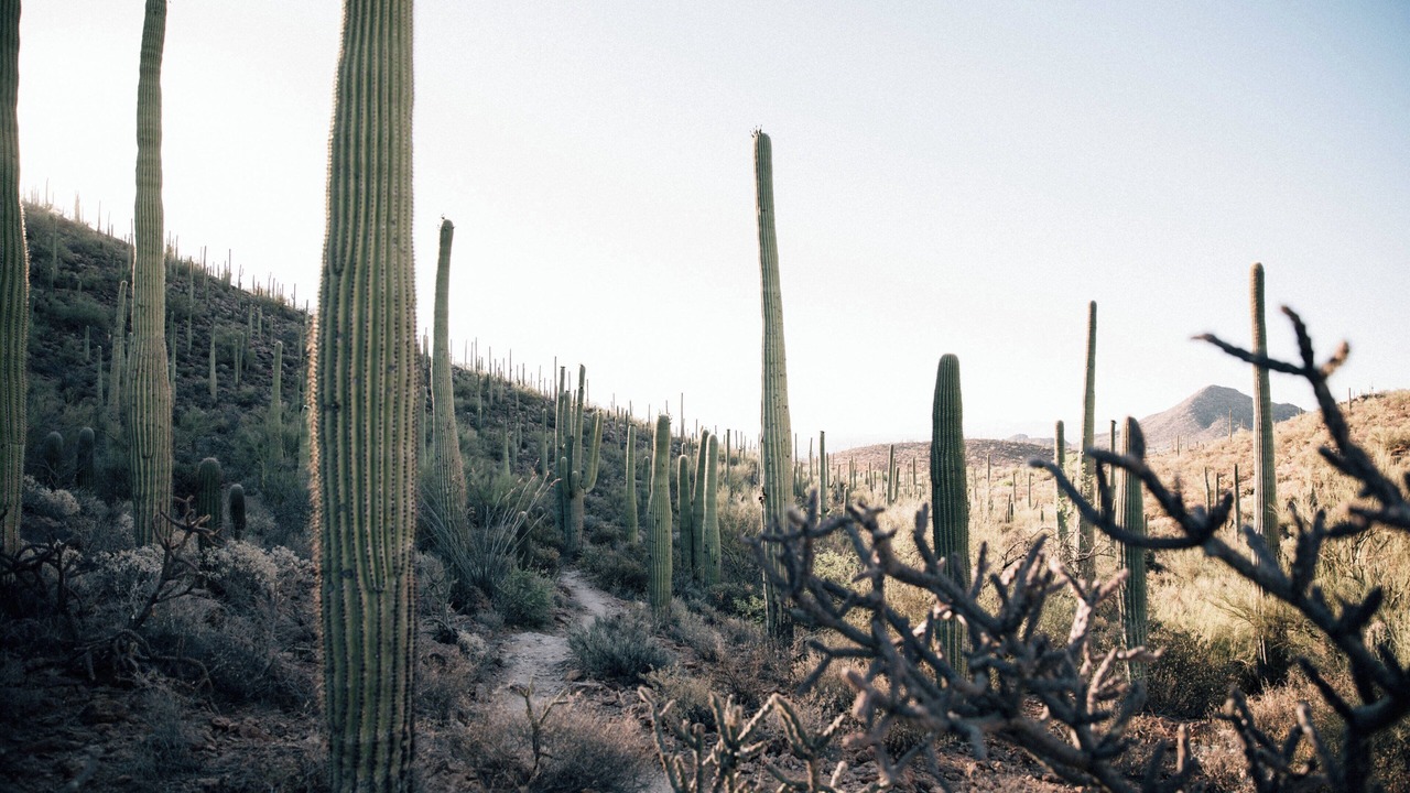 Photo of Outdoor in Tucson