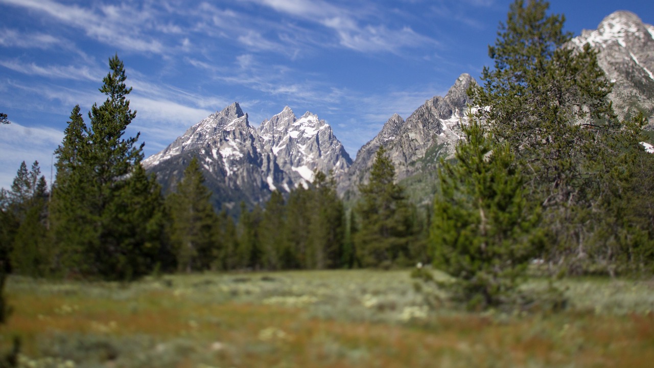 Photo of Others in Moose