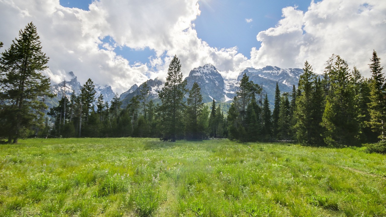 Photo of Others in Moose