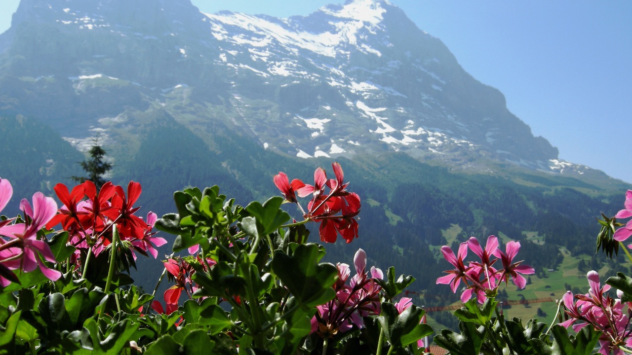 Photo of Bedroom in Grindelwald