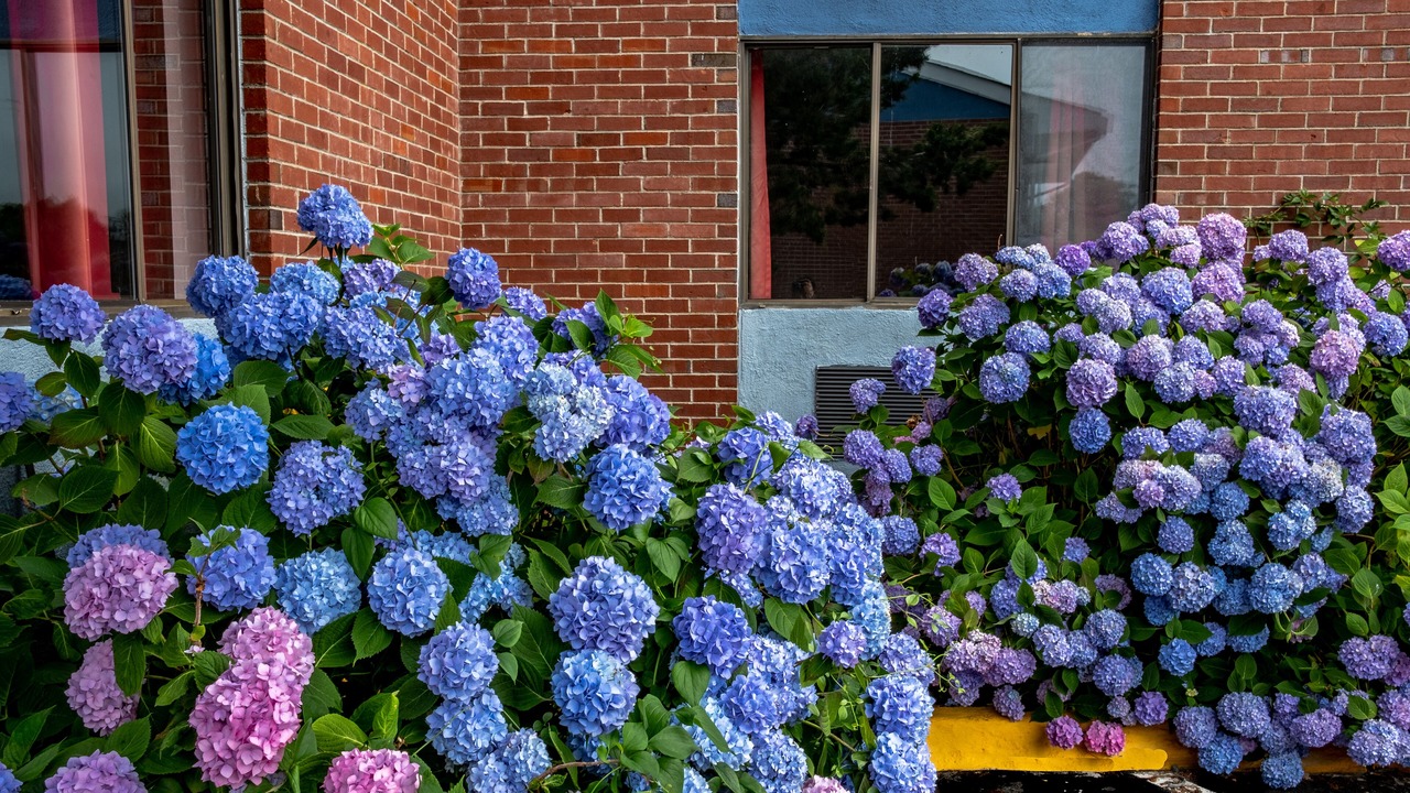 Photo of Outdoor in Main Street Hyannis