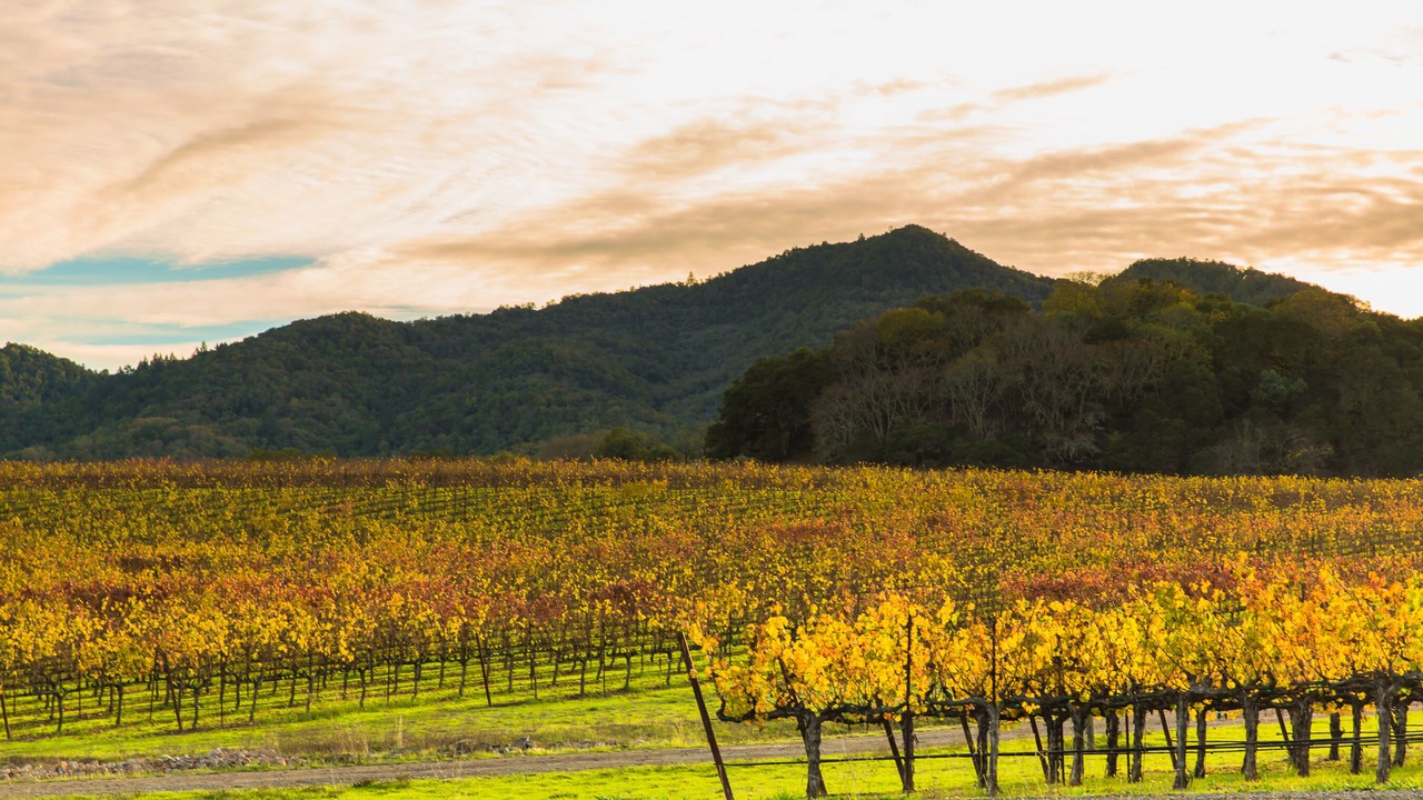 Photo of Others in St. Helena