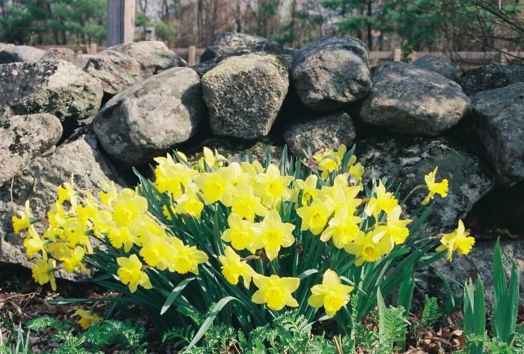 Photo of Outdoor in Warner