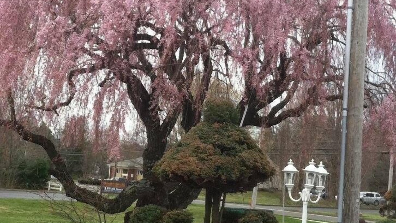 Photo of Outdoor in Cheshire