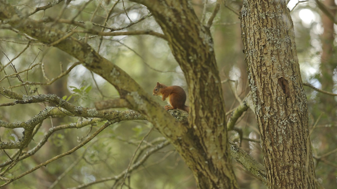 Photo of Outdoor in Aviemore