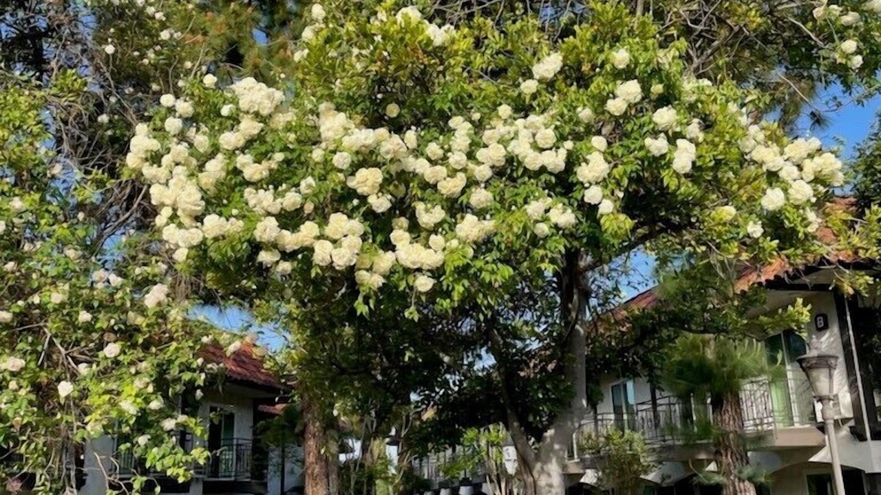 Photo of Outdoor in Laguna Hills