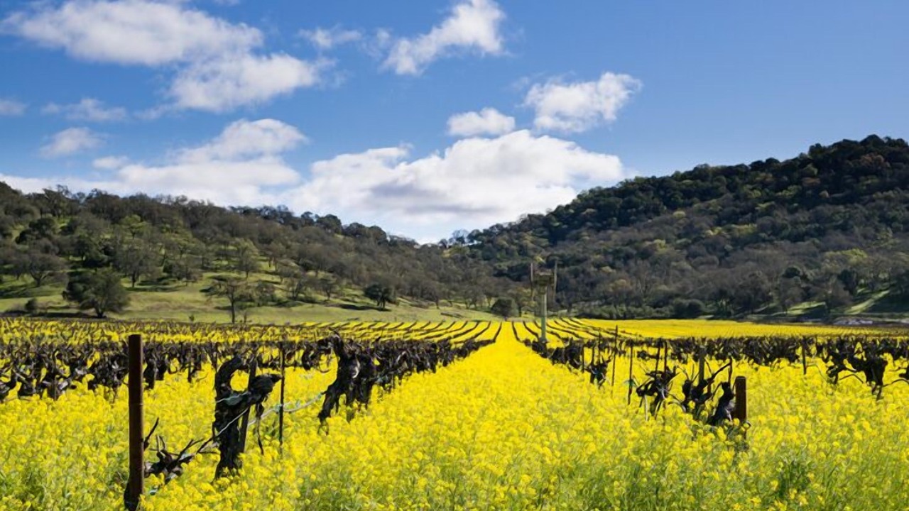 Photo of Others in Calistoga