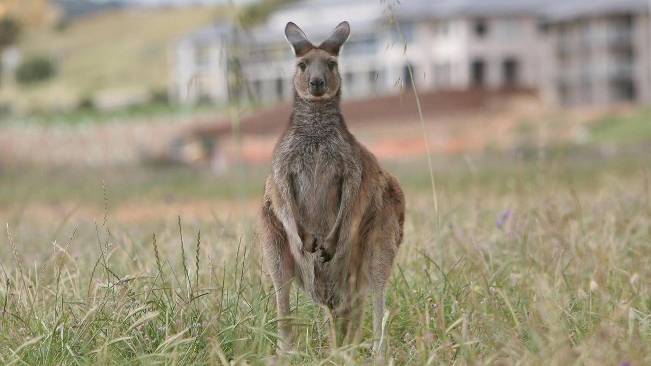 Photo of Outdoor in Normanville