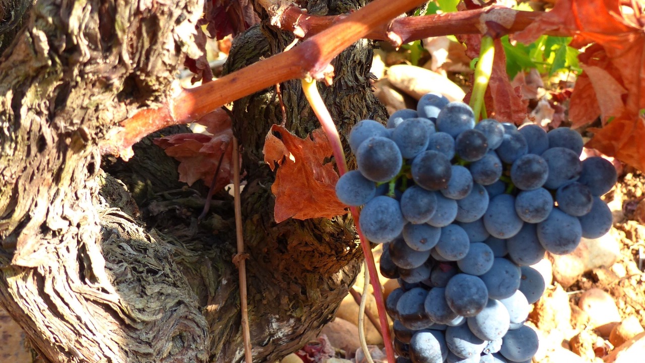 Photo of Outdoor in Chateauneuf-du-Pape