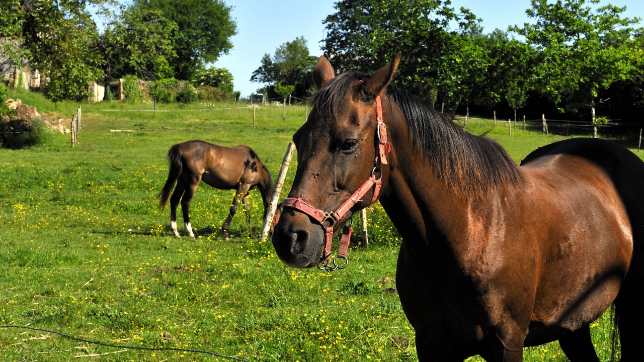Photo of Outdoor in Mezangers