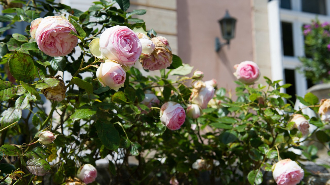 Photo of Outdoor in Sassetot-le-Mauconduit