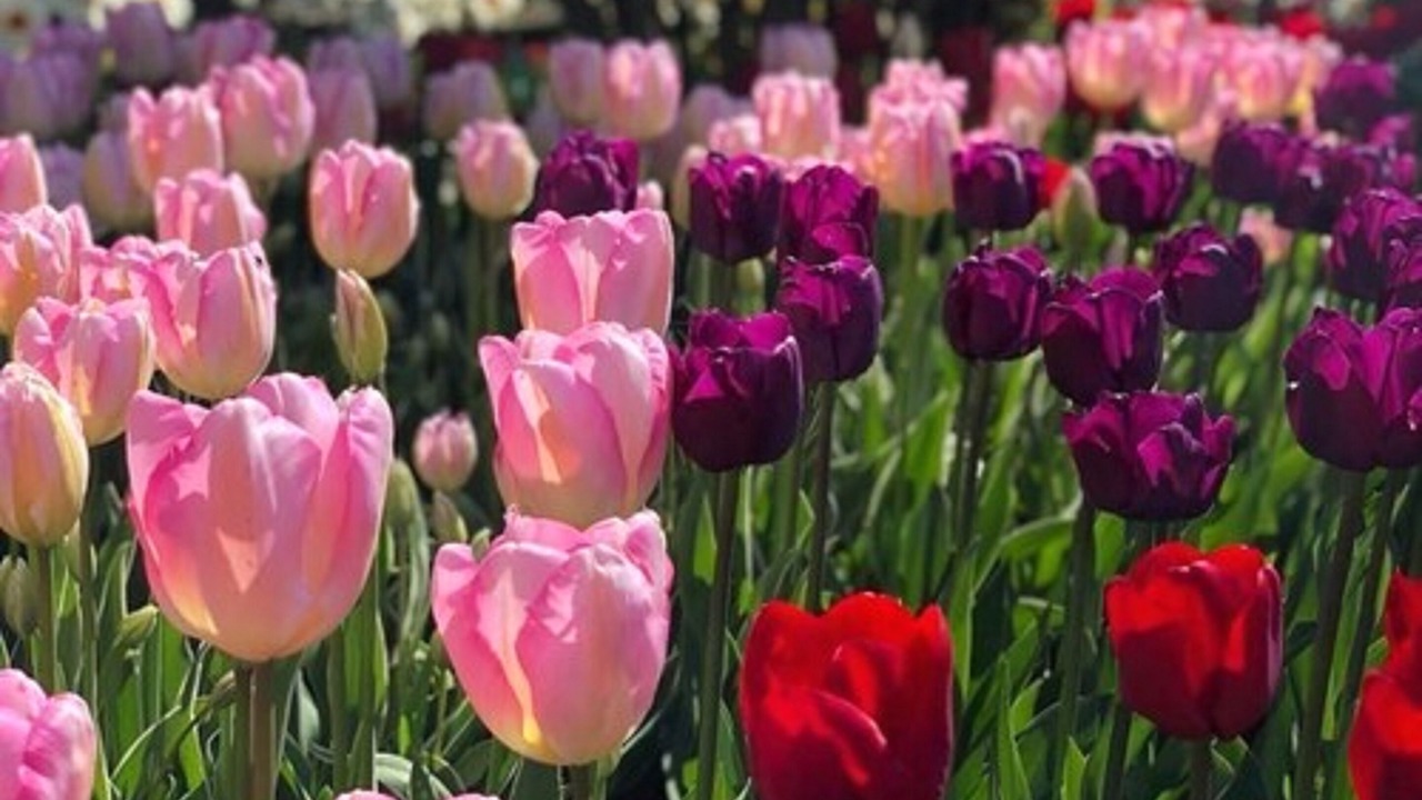 Photo of Outdoor in Oak Harbor