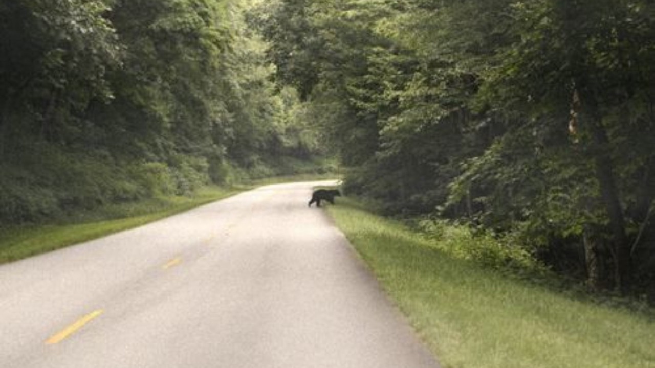 Photo of Others in Waynesville