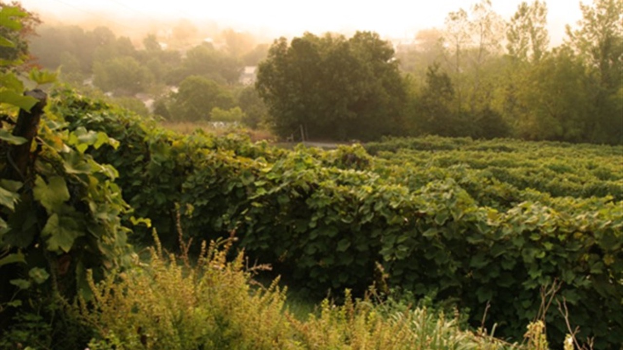 Photo of Outdoor in Hermann