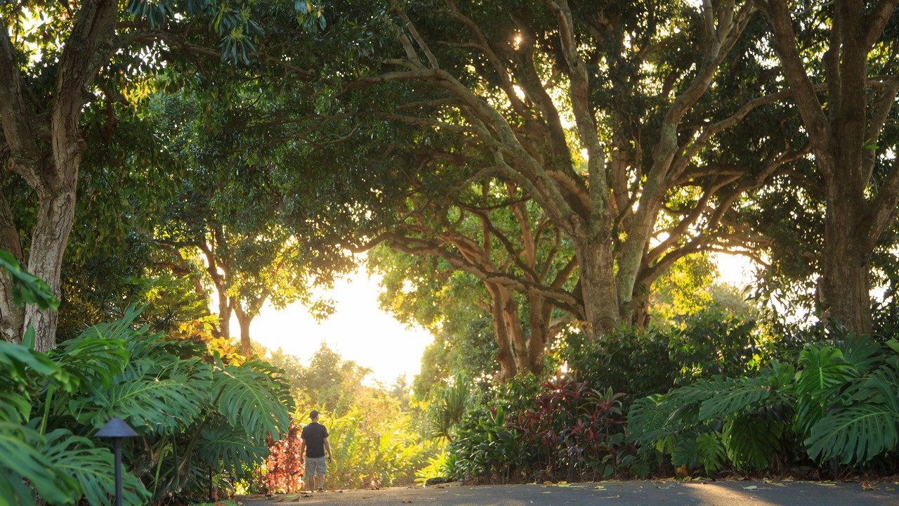 Photo of Others in Holualoa