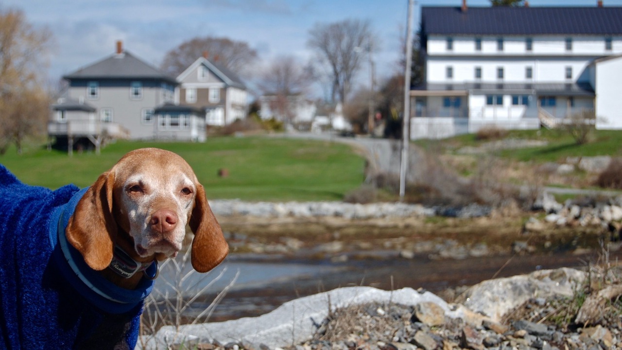 Photo of Others in Tenants Harbor