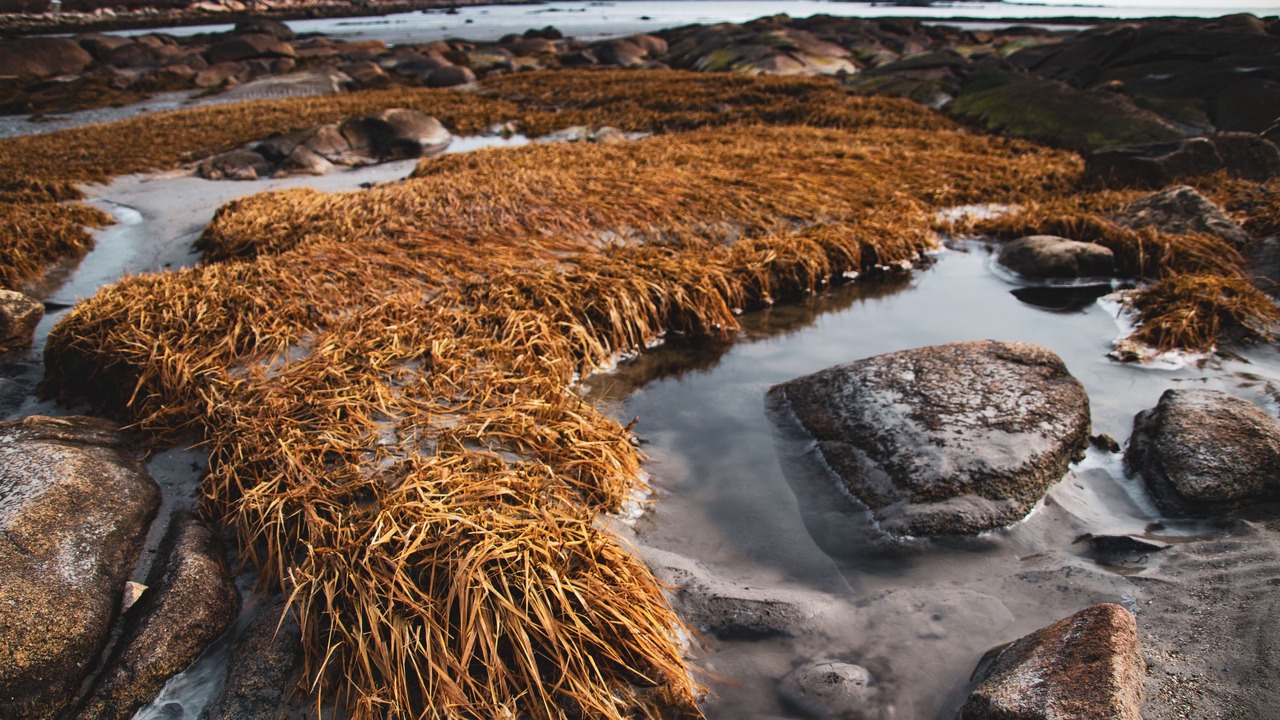 Photo of Others in Tenants Harbor