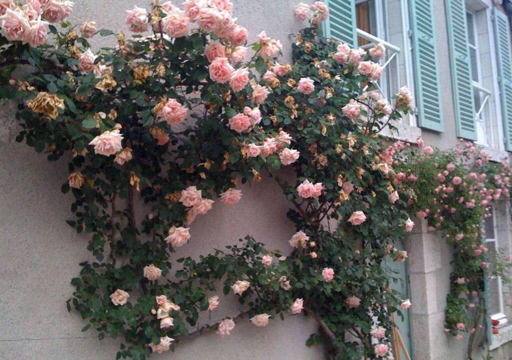 Photo of Outdoor in Suevres