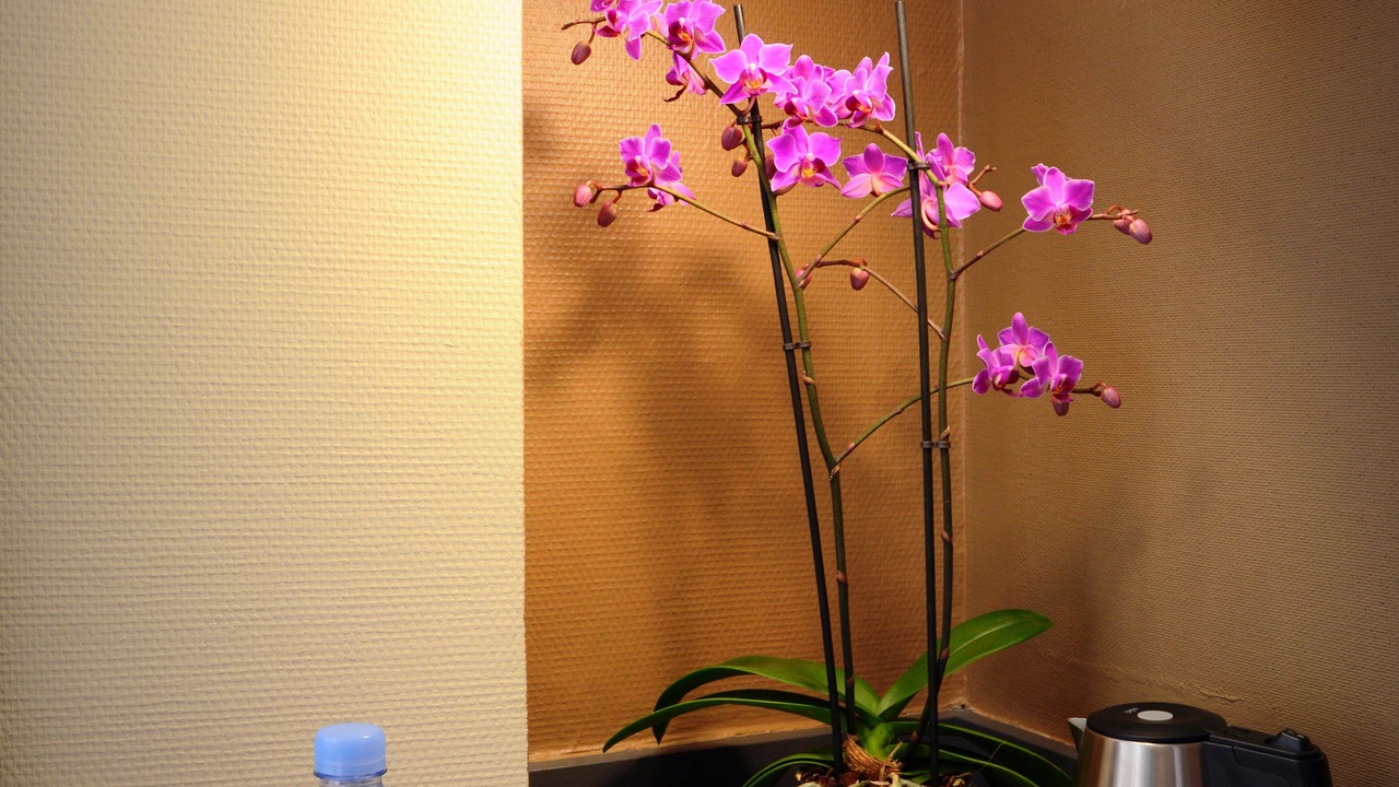 Photo of Bedroom in Zola - Pressense