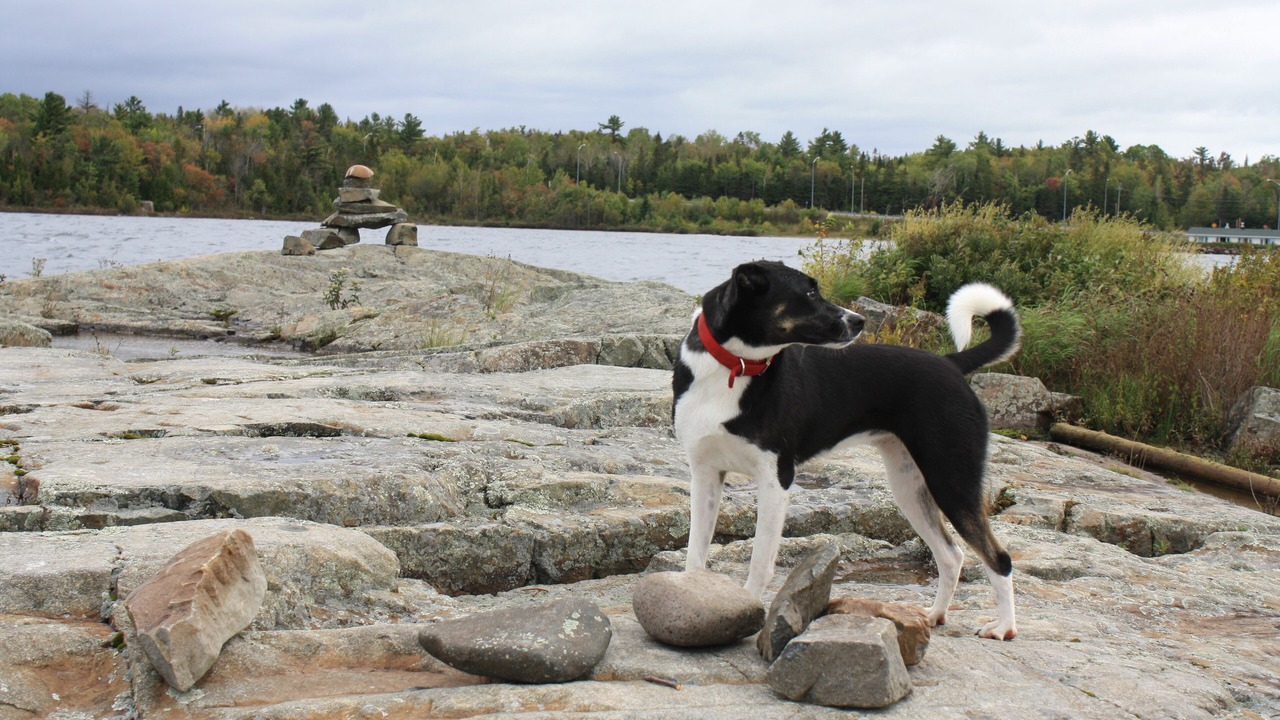 Photo of Others in Thessalon
